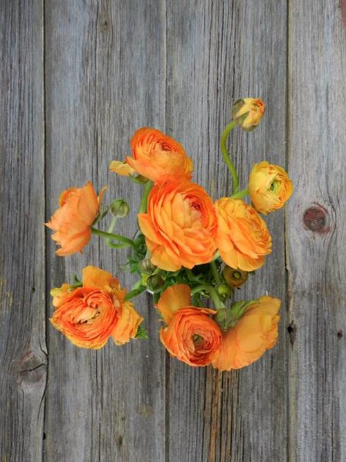  ORANGE RANUNCULUS